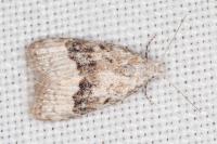 Nola squalida