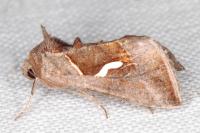 Macdunnoughia confusa