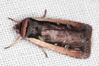 Ochropleura leucogaster