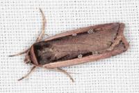 Ochropleura leucogaster