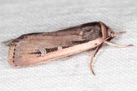 Ochropleura leucogaster
