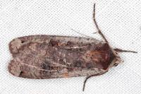 Noctua pronuba