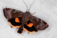 Noctua janthina