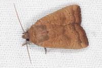 Noctua interjecta