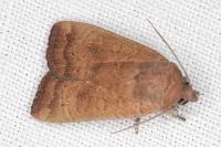 Noctua interjecta
