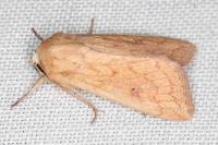 Mythimna vitellina