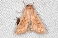 Mythimna vitellina