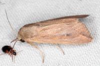 Mythimna unipuncta
