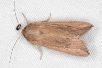 Mythimna unipuncta