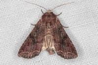 Lacanobia suasa