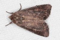 Lacanobia suasa