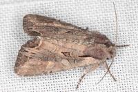 Lacanobia suasa