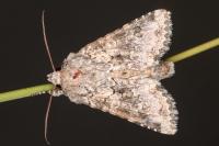 Hecatera