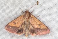 Pyrrhia umbra