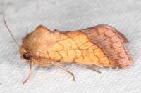 Pyrrhia umbra