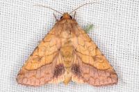Pyrrhia umbra