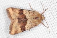 Heliothis viriplaca