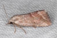 Phyllophila obliterata