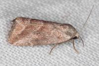 Phyllophila obliterata