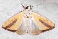 Pardoxia graellsii