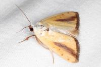 Pardoxia graellsii