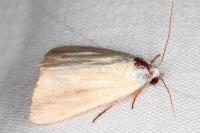 Pardoxia graellsii