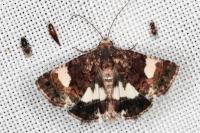 Tyta luctuosa