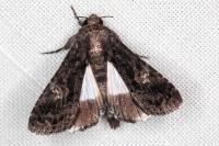 Aedia leucomelas