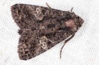 Aedia leucomelas