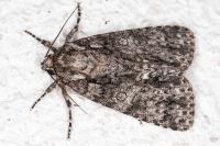 Acronicta rumicis
