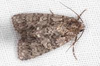 Acronicta rumicis