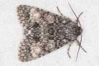 Acronicta megacephala
