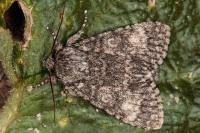 Acronicta megacephala