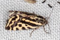 Emmelia trabealis