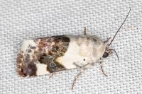 Acontia lucida