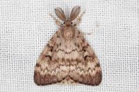 Lymantria dispar