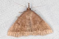 Polypogon plumigeralis