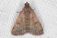 Nodaria nodosalis