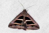 Grammodes bifasciata