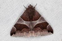 Dysgonia algira
