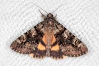 Catocala nymphagoga
