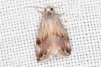 Eublemma ostrina