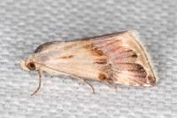 Eublemma ostrina