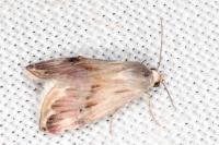 Eublemma ostrina