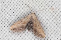 Araeopteron ecphaea