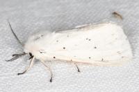 Spilosoma lubricipeda