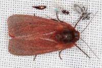 Phragmatobia fuliginosa