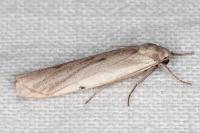 Pelosia muscerda