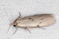 Pelosia muscerda