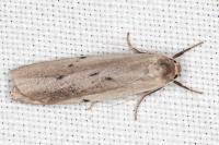 Pelosia muscerda